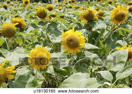Stock Photography - Field of sunflowers. Fotosearch