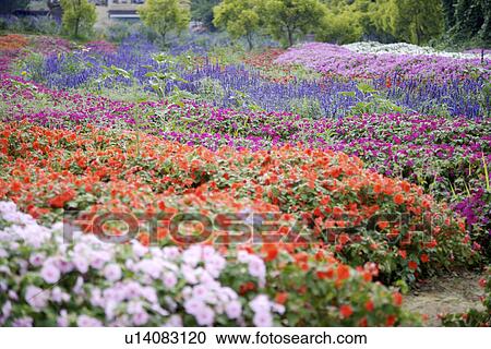Flower field View Large Photo Image Stock Image - Flower field. Fotosearch