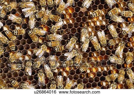 Stock Photograph - Honey bees on honeycomb. Fotosearch