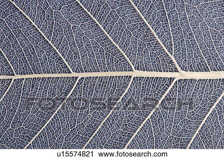 Leaf Vein, full frame View Large Photo Image Stock Image - Leaf Vein, full frame. Fotosearch