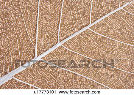 Stock Image - Leaf Vein, full frame. Fotosearch