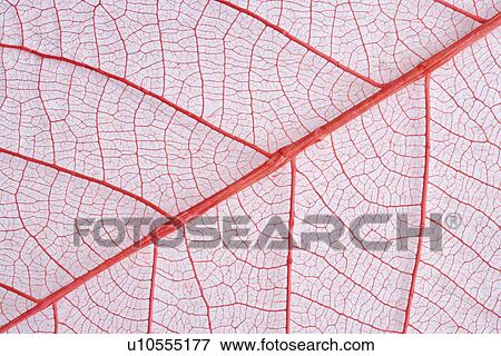 Leaf Vein, full frame View Large Photo Image Stock Photo - Leaf Vein, full frame. Fotosearch