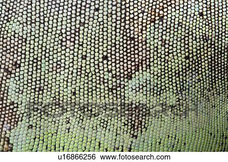 Stock Photograph - Lizard Skin. Fotosearch
