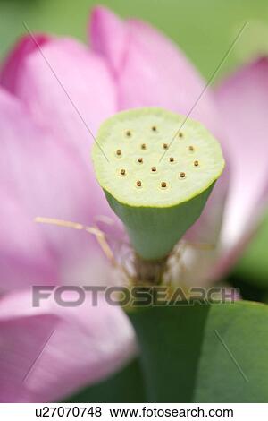 Lotus pod, close up View Large Photo Image Stock Photo - Lotus pod, close up. Fotosearch