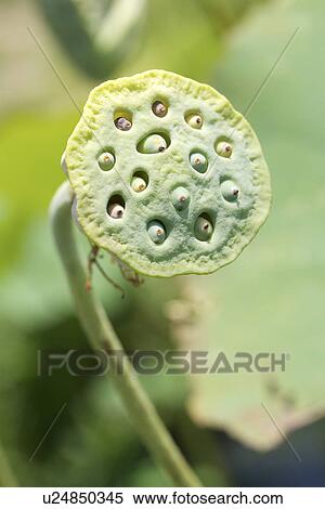 Lotus pod, selective focus View Large Photo Image Stock Photography - Lotus pod, selective focus. Fotosearch
