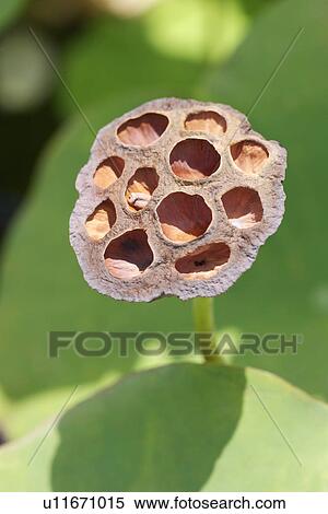 Stock Photography - Lotus pod. Fotosearch