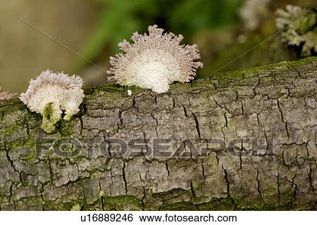 Mushrooms growing on tree trunk View Large Photo Image Stock Photograph - Mushrooms growing on tree trunk. Fotosearch