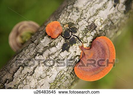 Stock Photography - Mushrooms growing on tree trunk. Fotosearch