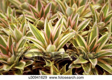 Stock Photo - Pineapple plant, close-up. Fotosearch