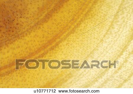 Tree trunk, cross section showing annual growth rings, full frame View Large Photo Image Stock Image - Tree trunk, cross section showing annual growth rings, full frame. Fotosearch