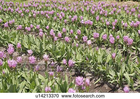Stock Image - Tulips. Fotosearch