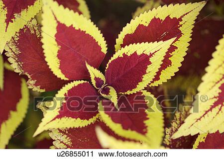 Stock Image - Two toned flower, close up. Fotosearch