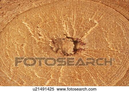 Wood grain, full frame View Large Photo Image Stock Photography - Wood grain, full frame. Fotosearch