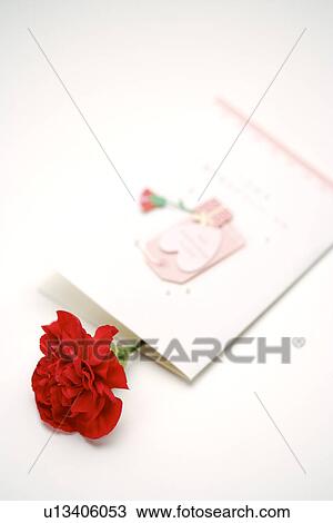 Single carnation and card View Large Photo Image Stock Image - Single carnation and card. Fotosearch