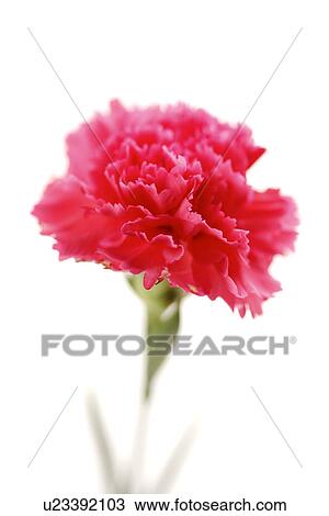 Stock Image - Single carnation, close up. Fotosearch
