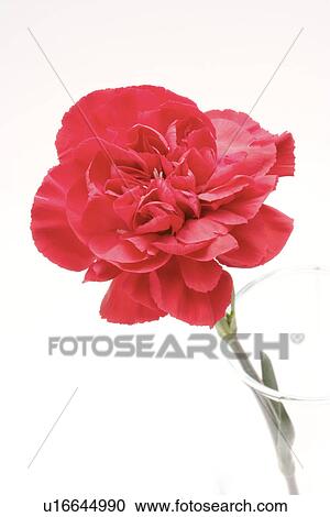 Single carnation in glass View Large Photo Image Stock Image - Single carnation in glass. Fotosearch