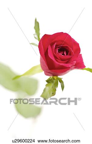 Single rose in glass View Large Photo Image Picture - Single rose in glass. Fotosearch