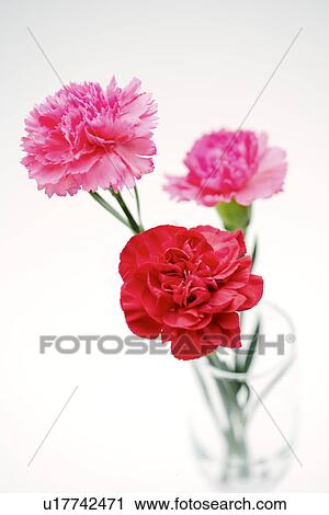 Three carnations in glass View Large Photo Image Stock Image - Three carnations in glass. Fotosearch