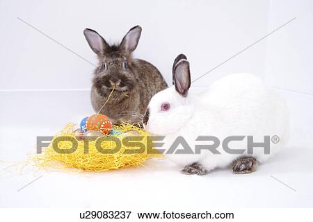Two rabbits by nest with easter eggs View Large Photo Image Stock Photo - Two rabbits by nest with easter eggs. Fotosearch