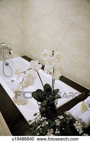 Bathtub and vase with flowers View Large Photo Image Stock Image - Bathtub and vase with flowers. Fotosearch