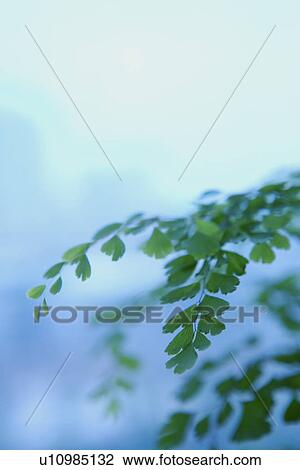 Close up of part of plant View Large Photo Image Stock Image - Close up of part of plant. Fotosearch