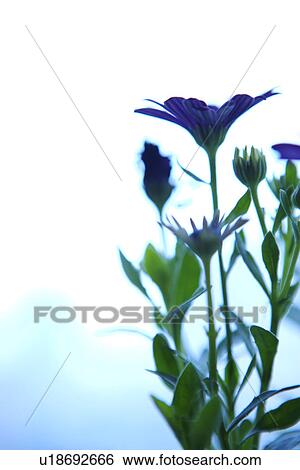 Stock Photograph - Flower arrangement in room, close up. Fotosearch