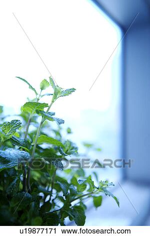 Plant View Large Photo Image Stock Image - Plant. Fotosearch