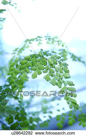 Stock Image - Plant. Fotosearch