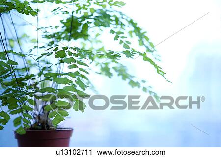 Stock Image - Potted plant. Fotosearch