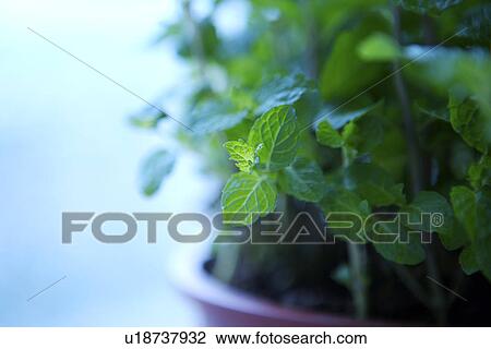 Potted plant View Large Photo Image Stock Image - Potted plant. Fotosearch