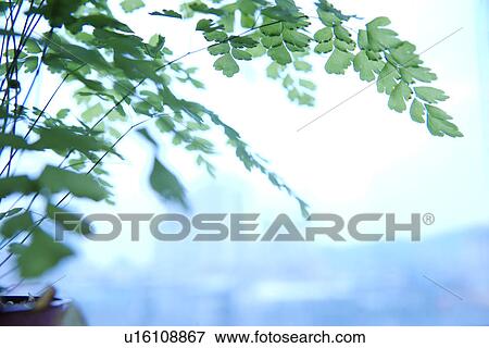 Potted plant View Large Photo Image Stock Photo - Potted plant. Fotosearch