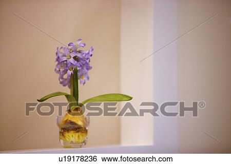 Potted plant View Large Photo Image Stock Photograph - Potted plant. Fotosearch