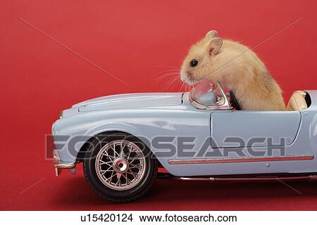 ハムスター 中に おもちゃ 車 ピクチャー U Fotosearch