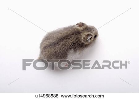 Stock Photo - Djungarian Hamster, close up. Fotosearch