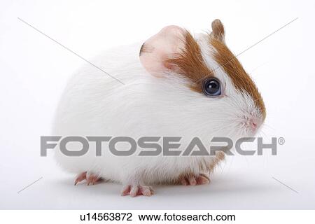 Guinea Pig, close up View Large Photo Image Stock Image - Guinea Pig, close up. Fotosearch