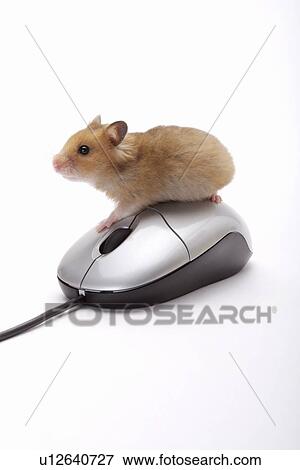 Hamster and Computer mouse View Large Photo Image Stock Photo - Hamster and Computer mouse. Fotosearch
