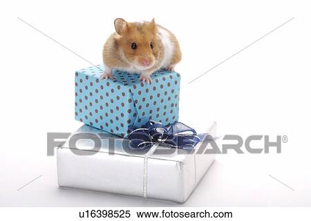 Hamster climbing atop gifts View Large Photo Image Stock Photography - Hamster climbing atop gifts. Fotosearch