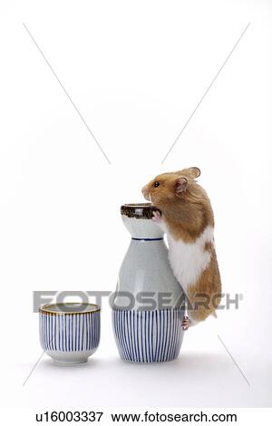 Stock Photo - Hamster climbing on top of wine bottle. Fotosearch