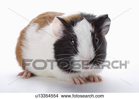 Picture - Hamster, close up. Fotosearch