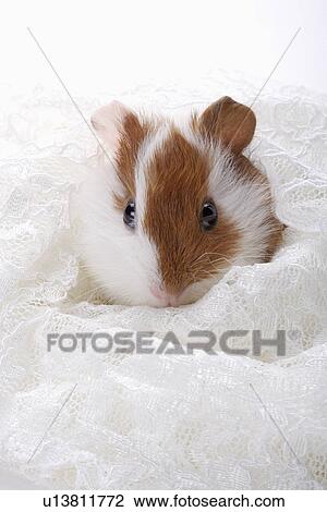 Stock Image - Hamster, close up. Fotosearch