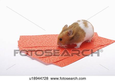 Stock Photo - Hamster, close up. Fotosearch