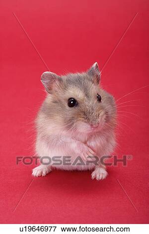 Stock Photo - Hamster, close up. Fotosearch