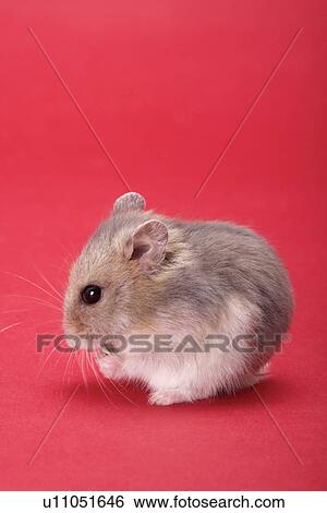 Stock Photograph - Hamster, close up. Fotosearch