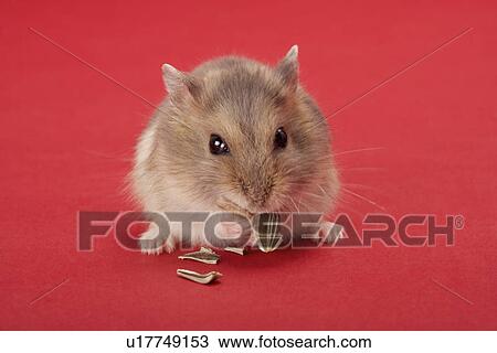 Stock Image - Hamster eating sunflower seeds. Fotosearch