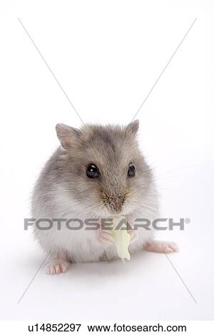 Hamster eating vegetable leaf View Large Photo Image Stock Photo - Hamster eating vegetable leaf. Fotosearch