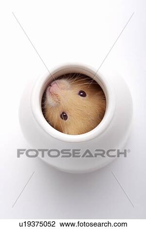 Hamster hiding in jar View Large Photo Image Stock Image - Hamster hiding in jar. Fotosearch