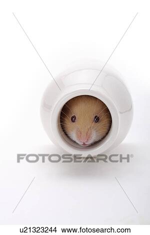 Picture - Hamster hiding in vase. Fotosearch