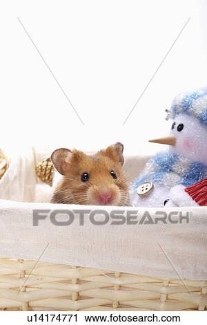 Hamster in basket View Large Photo Image Stock Image - Hamster in basket. Fotosearch