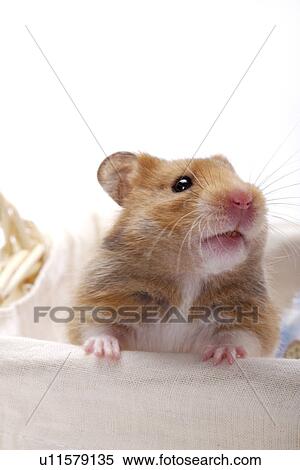 Hamster in basket View Large Photo Image Stock Photography - Hamster in basket. Fotosearch