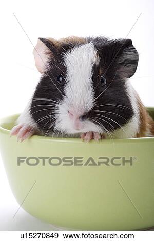 Stock Photo - Hamster in bowel. Fotosearch